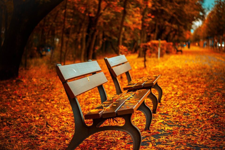 benches, autumn, nature