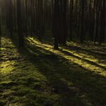 forest, trees, sunlight