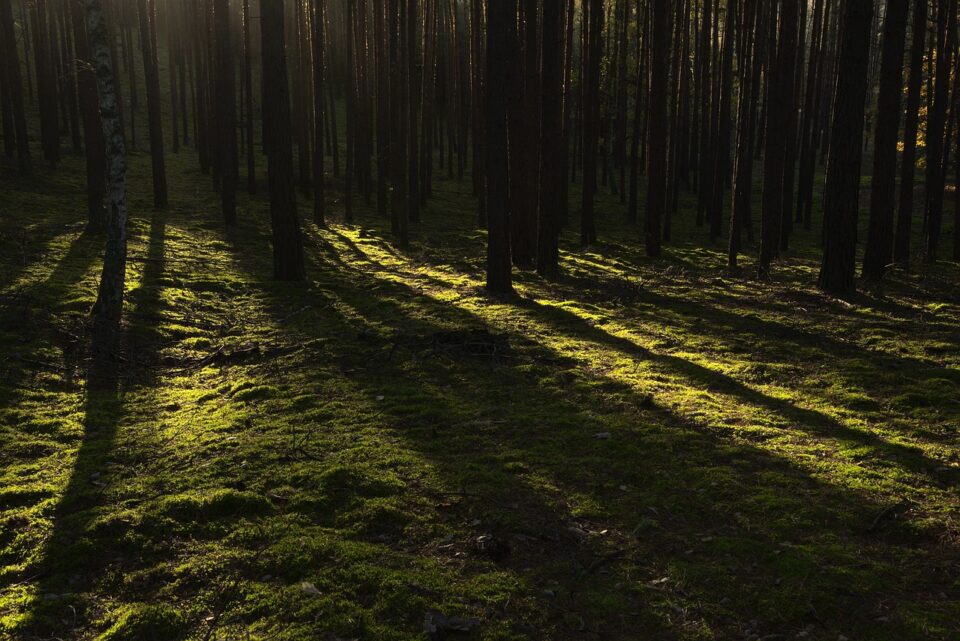 forest, trees, sunlight