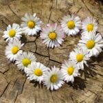 daisies, heart, flowers