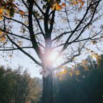 low angle photo of tree