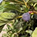 fig, fig tree, fruit