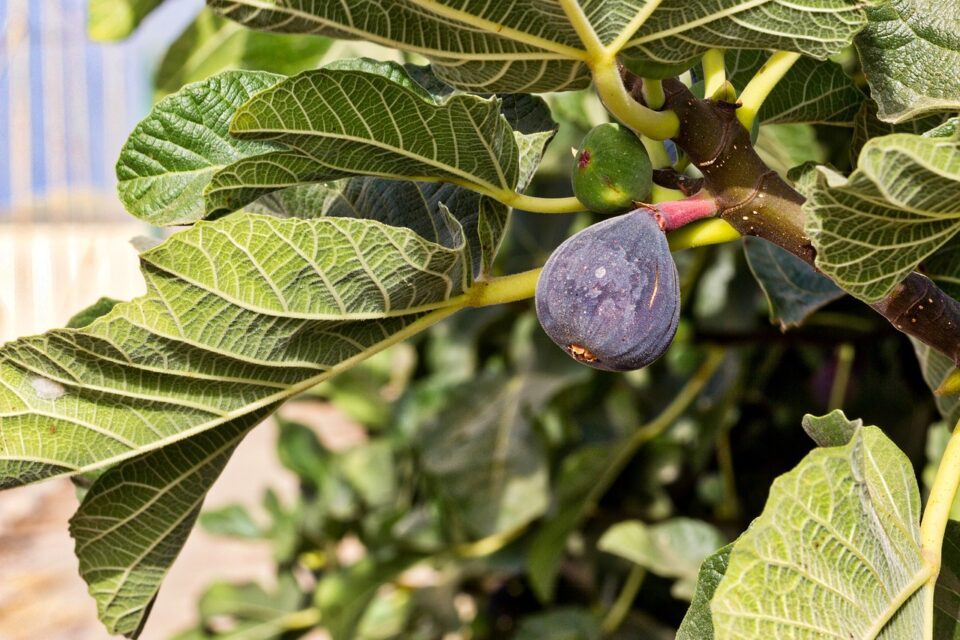 fig, fig tree, fruit