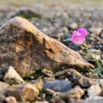 stone, flower, beautiful flowers