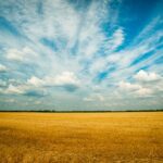 Vast agricultural field in Ukraine under a striking sky of clouds and blue hues.