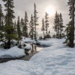 A tranquil snowy forest scene with a sunlit creek and tall trees on a winter day.