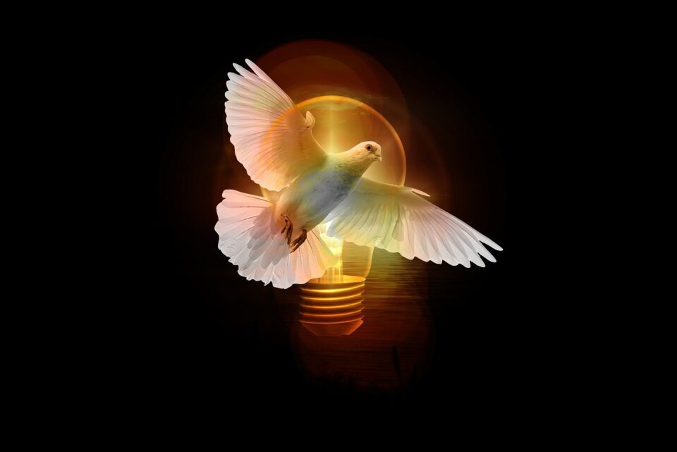dove, lightbulb, light, pentecost, holy spirit, shining, holy spirit, holy spirit, holy spirit, holy spirit, holy spirit