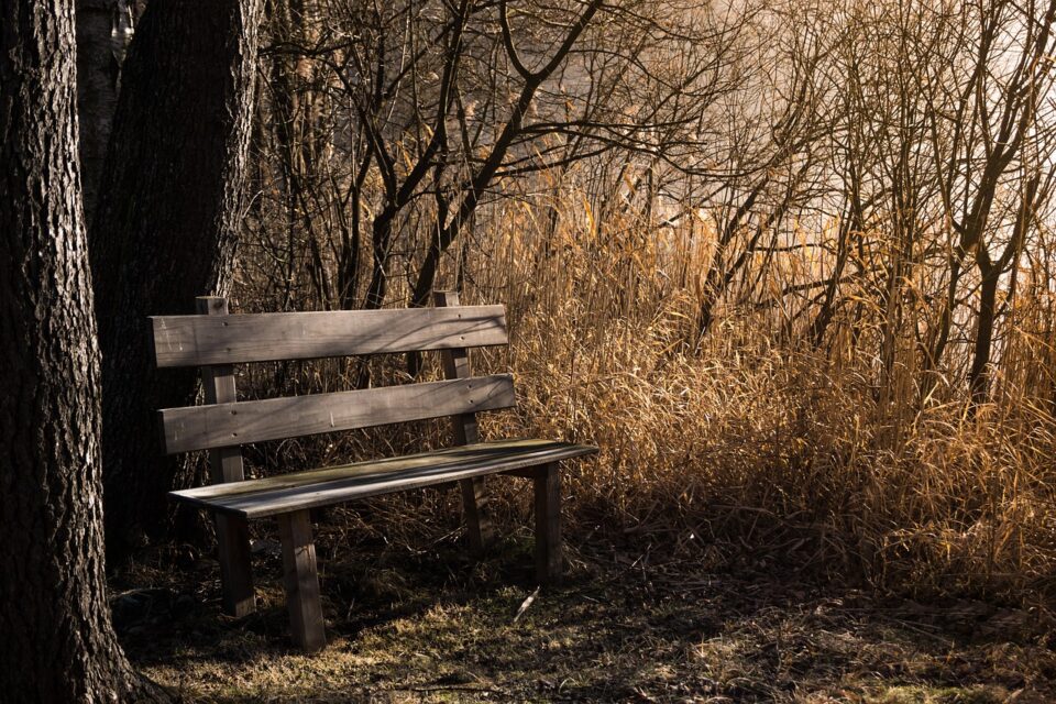 bench, bank, seat, rest, forest, autumn, resting place, sit, woods, wooden bench, trees, woodlands, nature, bench, bench, bench, bench, bench, bank, rest, rest, forest, forest, forest, forest, autumn, autumn, autumn, autumn