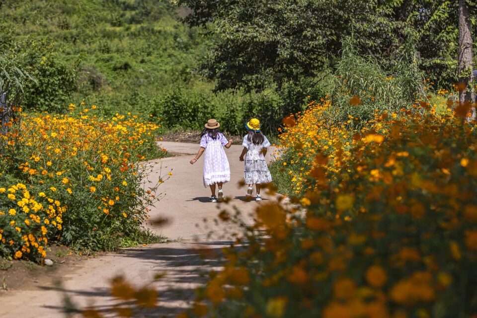 children, girls, flowers, road, tree, forest, nature, flower wallpaper, children, beautiful flowers, flower background, children, children, children, children