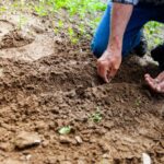 Close-up of a person planting seeds in soil, emphasizing gardening and cultivation.