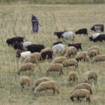 bulgaria, pirin, herd, sheep, shepherd, village, animals, mountain, shepherds, tourism, nature, bulgaria, pirin, pirin, sheep, shepherd, shepherd, shepherd, shepherd, shepherd, shepherds, shepherds, shepherds