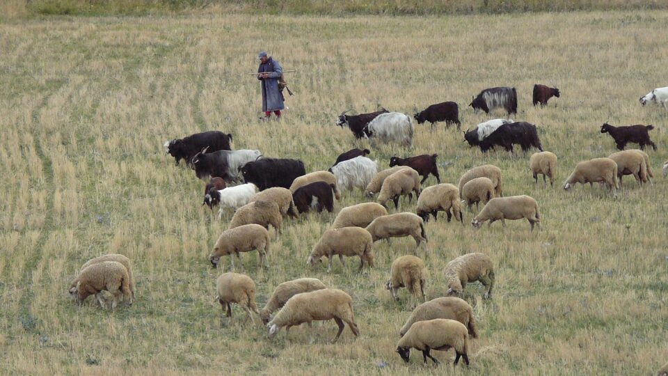 bulgaria, pirin, herd, sheep, shepherd, village, animals, mountain, shepherds, tourism, nature, bulgaria, pirin, pirin, sheep, shepherd, shepherd, shepherd, shepherd, shepherd, shepherds, shepherds, shepherds