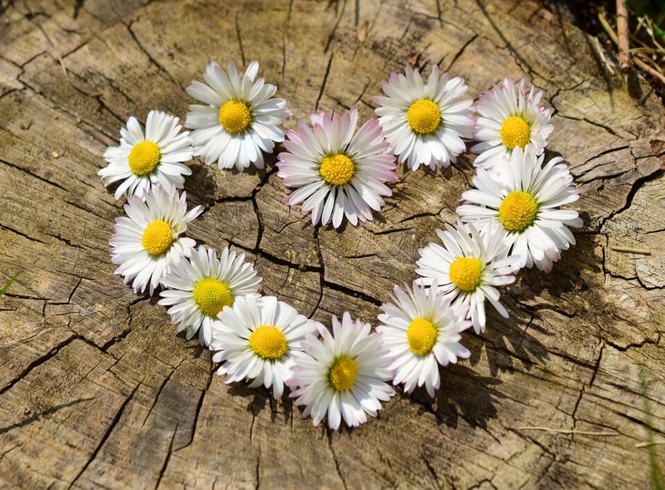 daisies, heart, flowers, white flowers, flower heart, flower wallpaper, beautiful flowers, spring, heart shaped, love, bloom, blossom, flower background, flora, nature