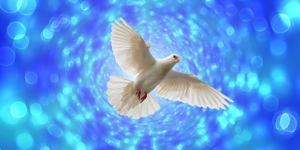dove, flight, flying, bokeh, pentecost, wing, freedom, peace, dove of peace, dove, dove, dove, dove, dove, pentecost