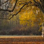 trees, fall, autumn leaves, landscape, leaves, leaves in the autumn, branches, avenue, park, nature, autumn leaves, landscape, leaves, park, park, park, park, park, nature, nature