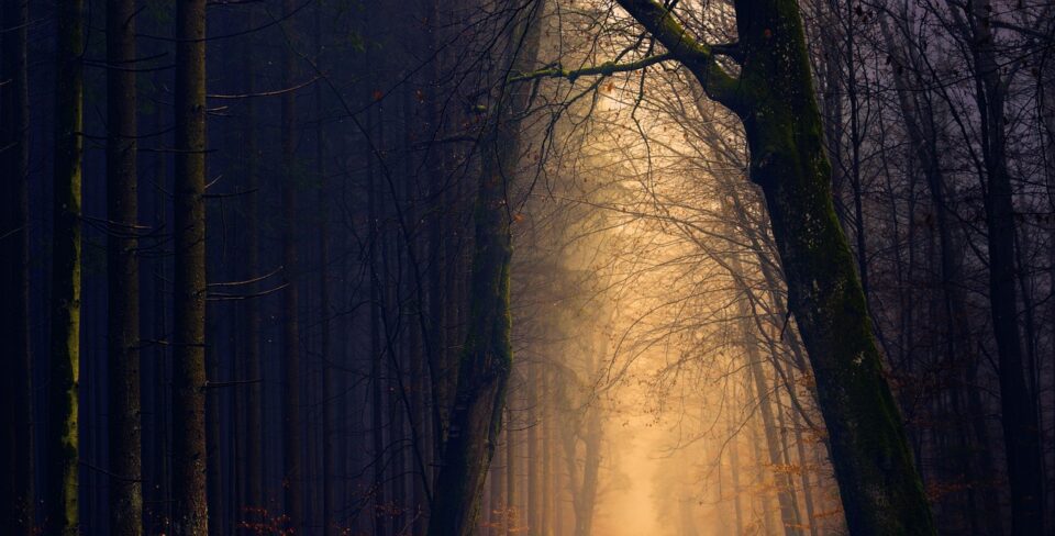 wood, forest, light, tree, darkness, secret, the shade, mystical, hazy, haze, path, mysterious, nature, the atmosphere, mood, dark, branches