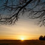 the sun is setting behind a tree in a field