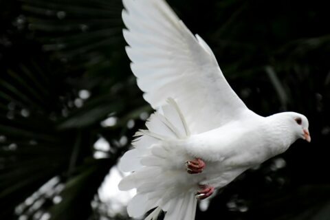 two white doves flying