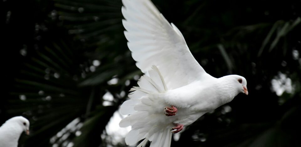 two white doves flying