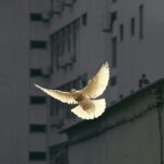 in flight dove