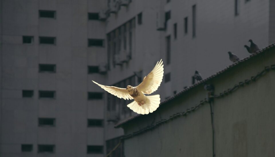 in flight dove