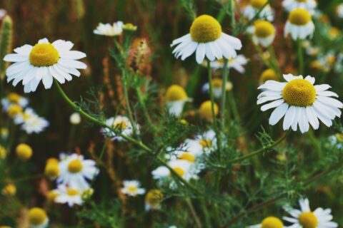 Kamilica: ljekovita biljka koja smiruje i liječi white flowering plant