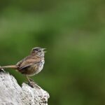 bird, song sparrow, wildlife