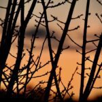 sunrise, dawn, morning