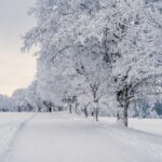 snow, landscape, trees