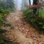 the path, trail, the roots of the, stones, the fog, mountains, beskids, jaworzyna, when, forest, nature, landscape, tourism, tree, forests, when, when, when, when, when