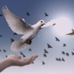 christmas background, dove, nature, peace, freedom, birds, faith, spirituality, trust, prayer