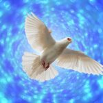 dove, flight, flying, bokeh, pentecost, wing, freedom, peace, dove of peace, dove, dove, dove, dove, dove, pentecost