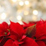 poinsettia, flower background, christmas, christmas background, red, festive, nature, leaf, flora, flower, flower wallpaper, beautiful flowers, season, celebration, bokeh