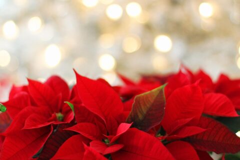 Kako je božićna zvijezda osvojila svijet i postala simbol Božića poinsettia, flower background, christmas, christmas background, red, festive, nature, leaf, flora, flower, flower wallpaper, beautiful flowers, season, celebration, bokeh