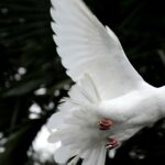 two white doves flying
