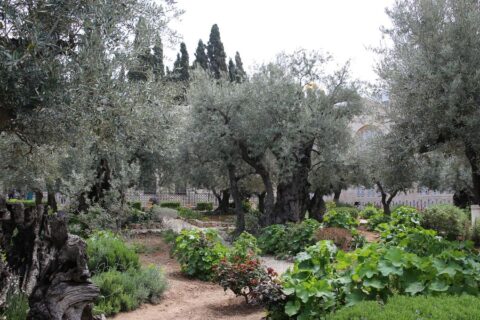 Nevjerojatna priča: Hrvati otkupili Getsemanski vrt u Jeruzalemu 088551d959c9b627a37b6ee4bcdfdbf4