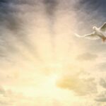 white bird flying under cloudy sky during daytime