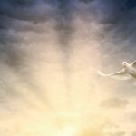 white bird flying under cloudy sky during daytime