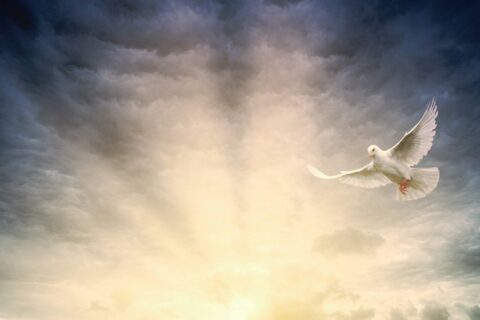 white bird flying under cloudy sky during daytime