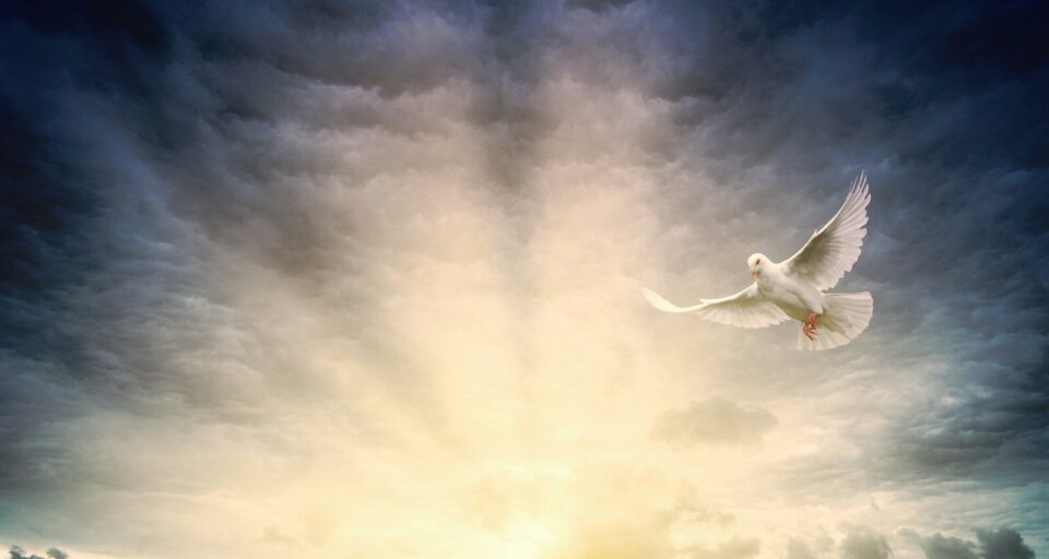 white bird flying under cloudy sky during daytime