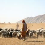Shepherd guides his flock of sheep across barren land.