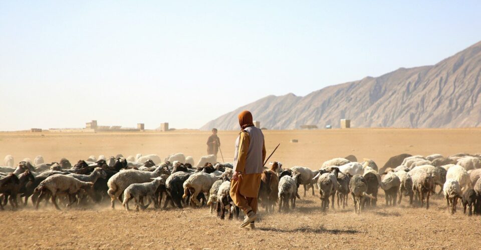 Shepherd guides his flock of sheep across barren land.