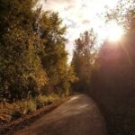 a road with trees on either side