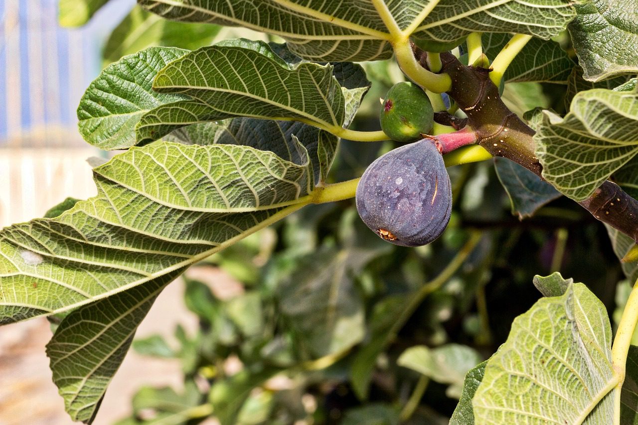 fig, fig tree, fruit