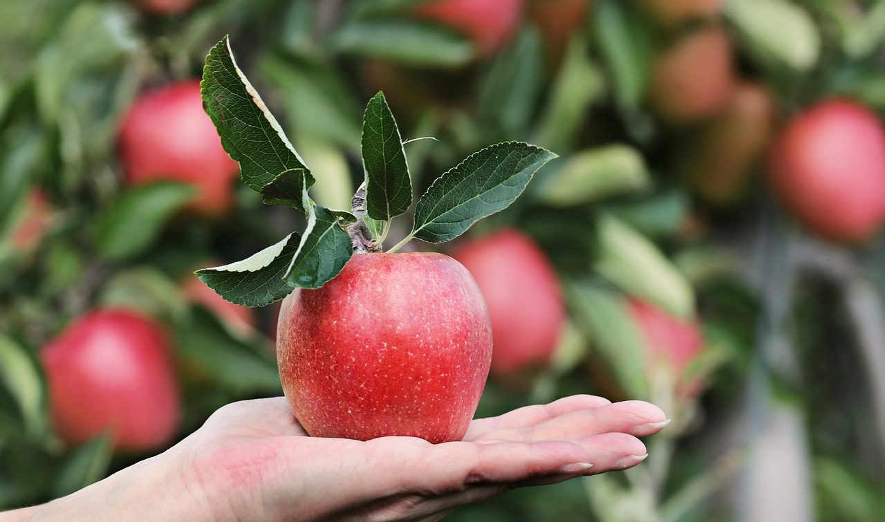apple, red, hand