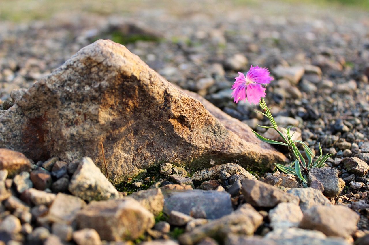 stone, flower, beautiful flowers