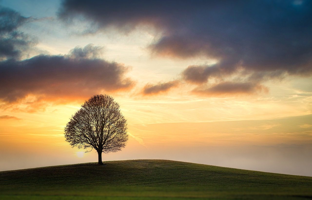 sky, tree, field