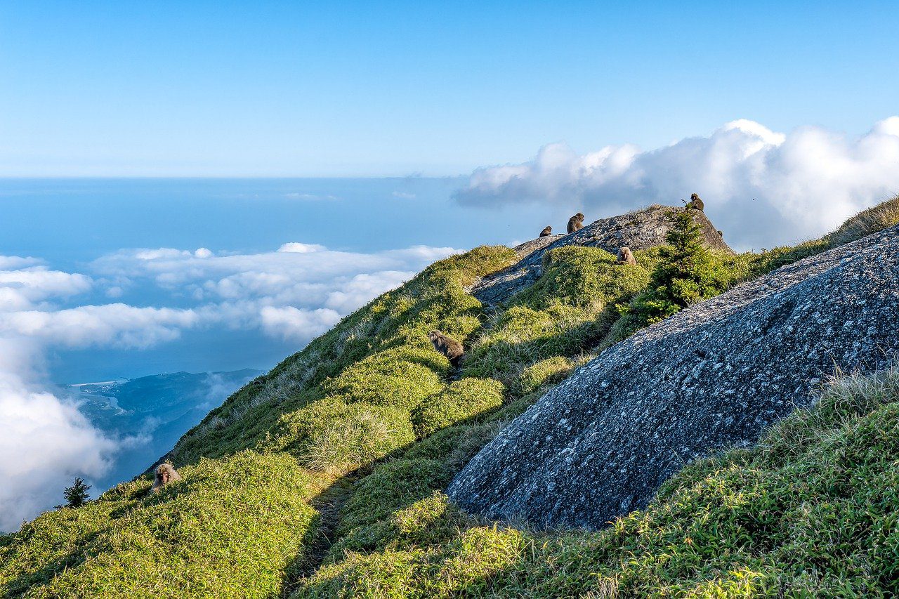 landscape, herd of monkeys, foraging