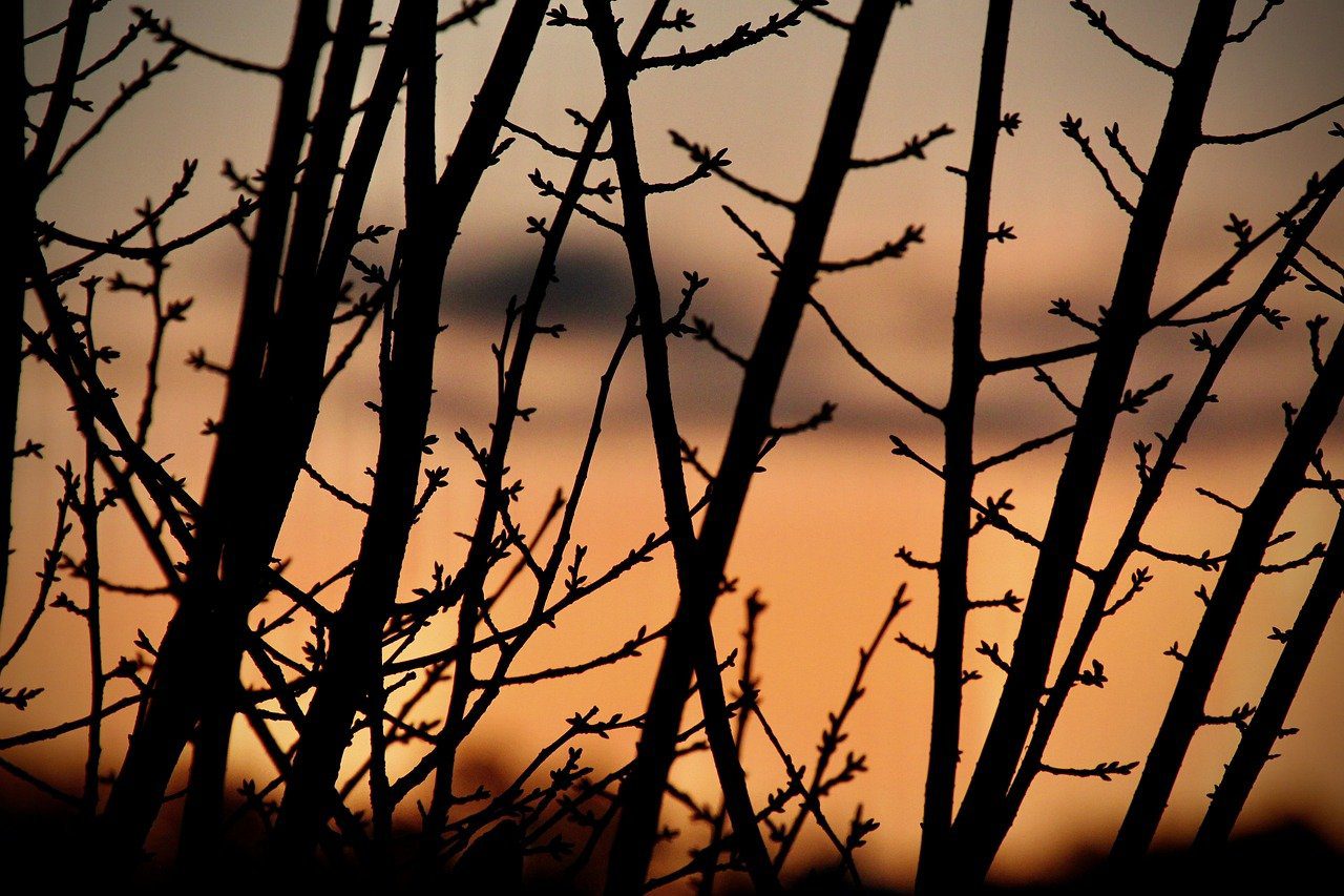 sunrise, dawn, morning