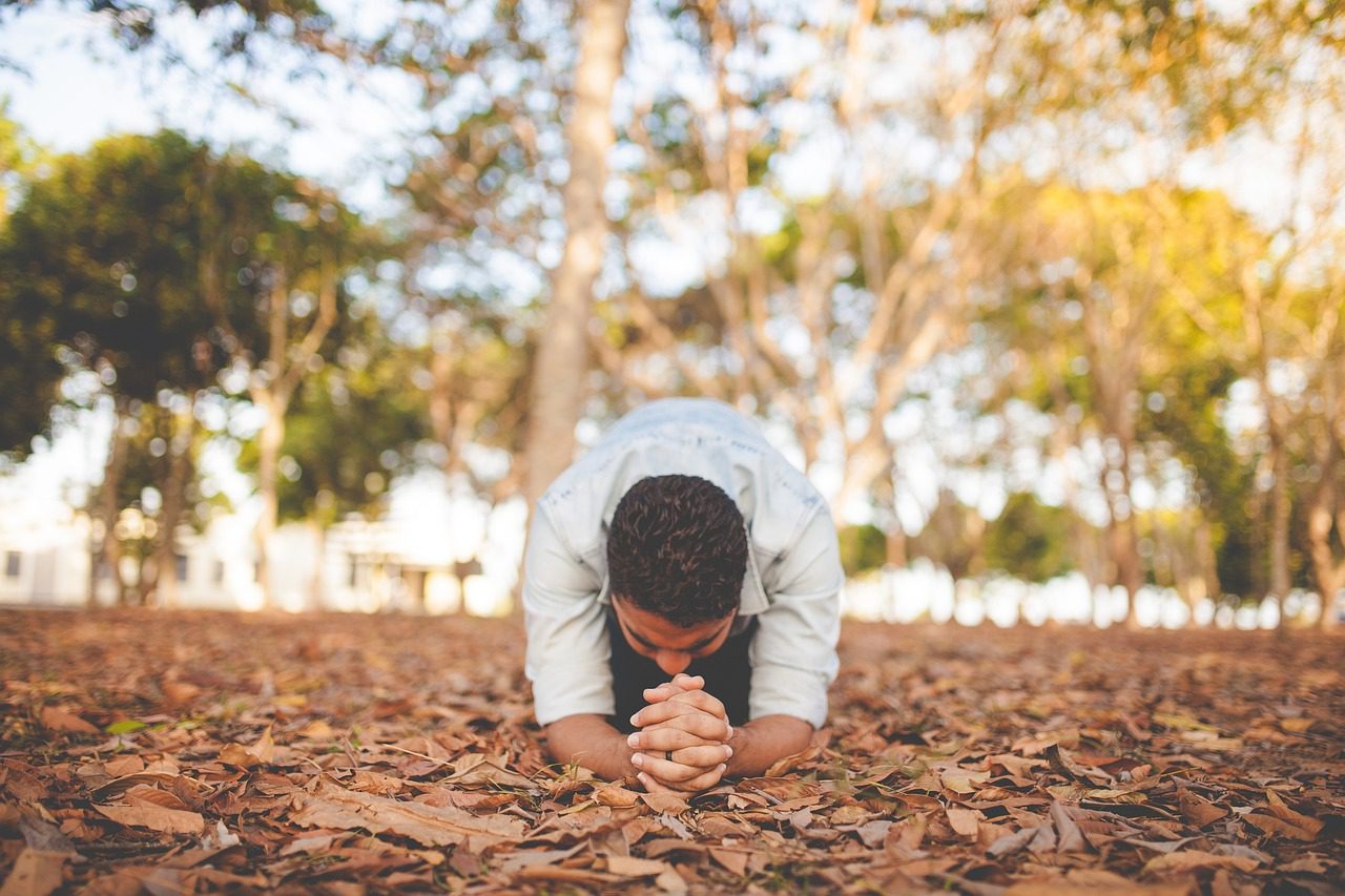 leaf, fall, autumn, trees, plants, nature, people, man, pray, brown plant, brown leaf, brown pray, brown leaves, brown plants, pray, pray, pray, pray, pray